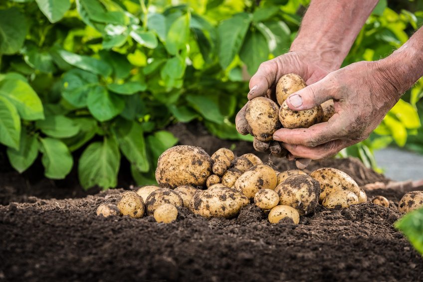 Hands harvesting fresh organic potatoes from soil